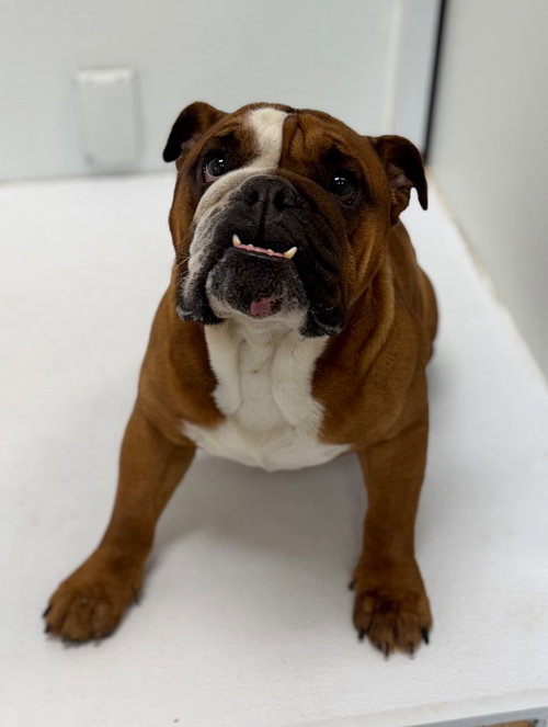 picture of the dog needing adoption