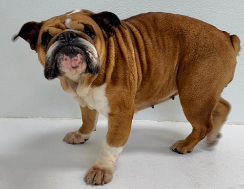 picture of the dog needing adoption