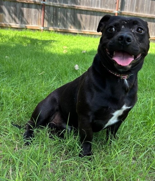 picture of the dog needing adoption