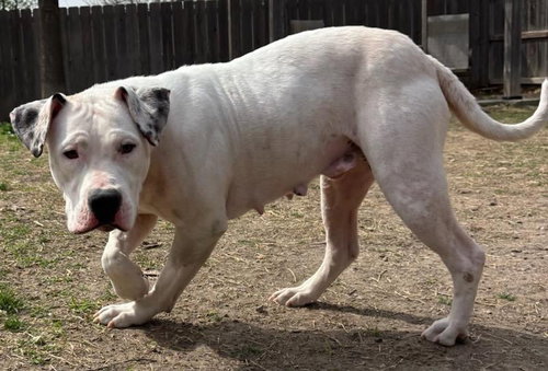 picture of the dog needing adoption