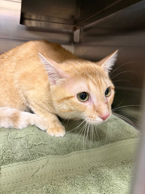 Chevy, an adoptable Domestic Short Hair in Great Bend, KS