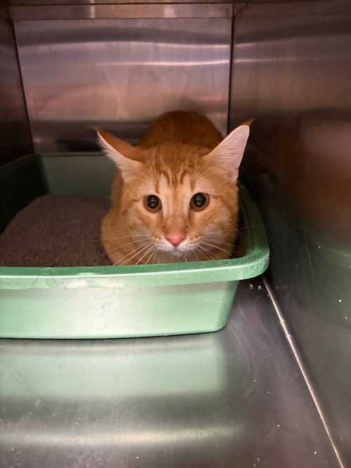 Kody, an adoptable Domestic Short Hair in Great Bend, KS