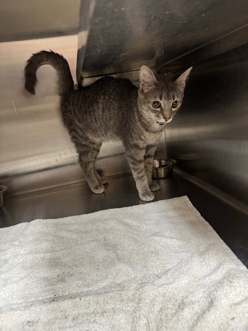 Willow, an adoptable Domestic Short Hair in Great Bend, KS
