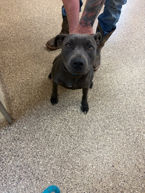 Stormi, an adoptable Pit Bull Terrier in Great Bend, KS