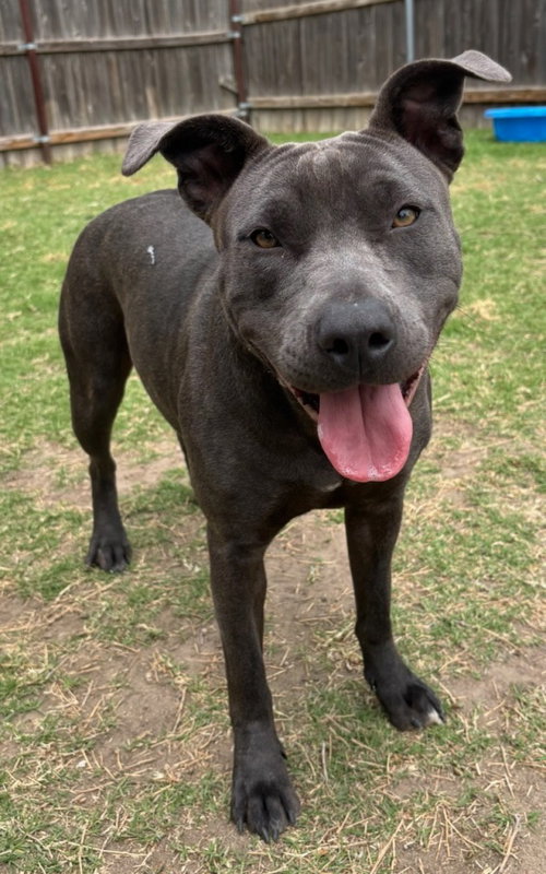 Stormi, an adoptable Pit Bull Terrier in Great Bend, KS