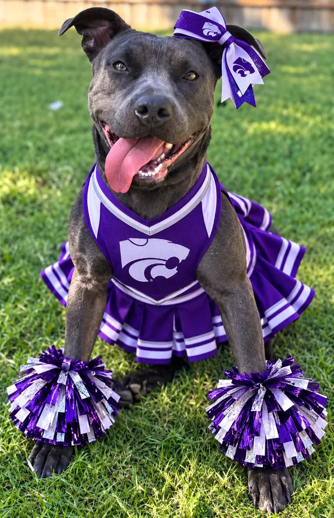 Stormi - Pit Bull Terrier