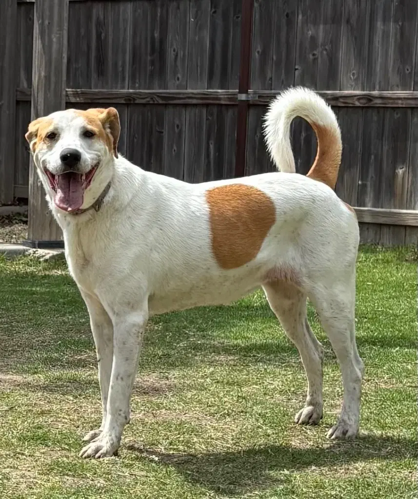 Betsy - Labrador Retriever