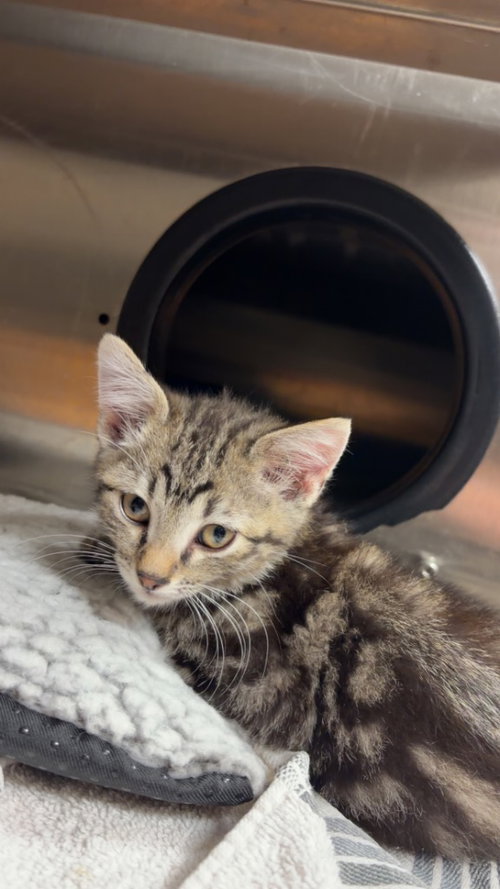 Willie, an adoptable Domestic Short Hair in Great Bend, KS