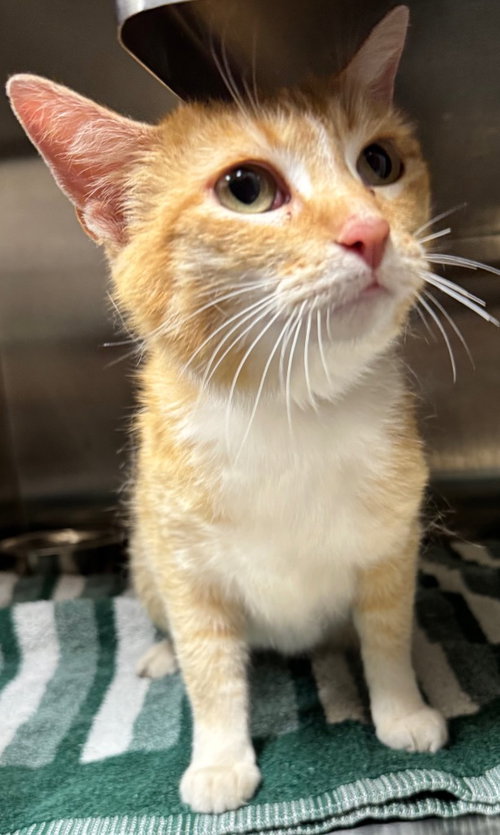 June, an adoptable Domestic Short Hair in Great Bend, KS