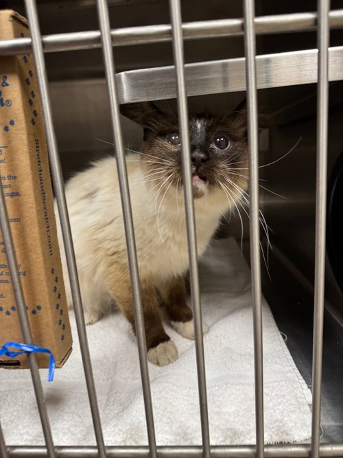 Sam, an adoptable Domestic Short Hair in Great Bend, KS