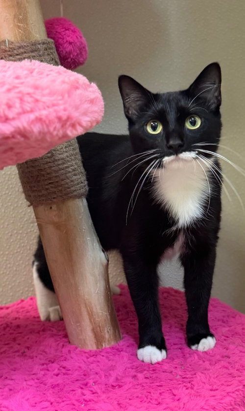 Tess, an adoptable Domestic Short Hair in Great Bend, KS