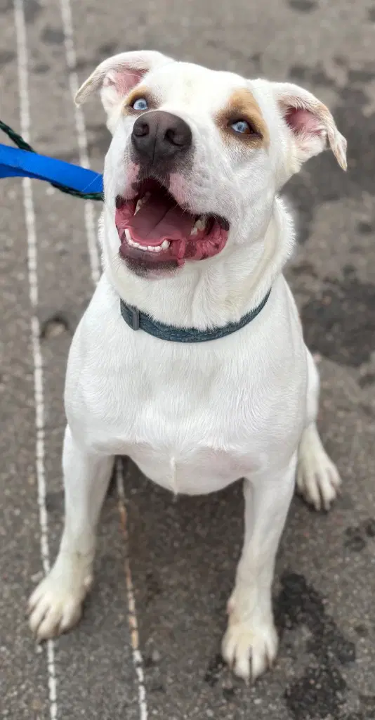 Remmy - Pit Bull Terrier