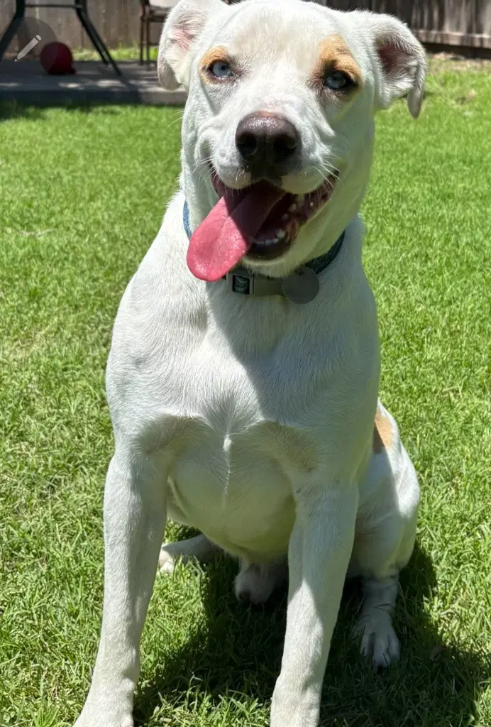 Remmy image 2