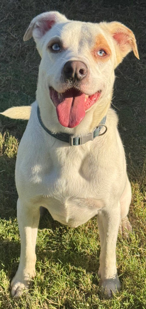 Remmy, photo 2