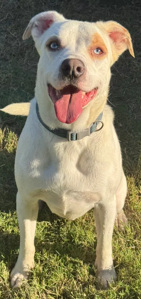 Remmy image 2
