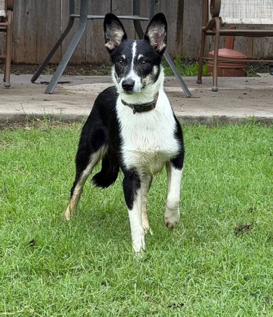 Tyler - Terrier