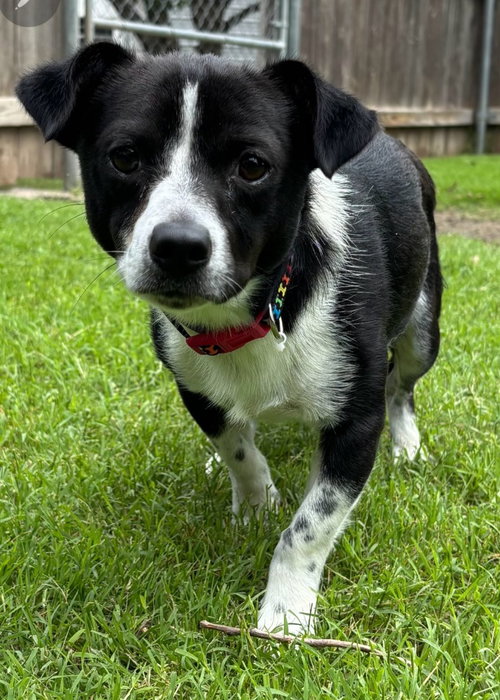 Mr Handsome Pants, an adoptable Rat Terrier in Great Bend, KS
