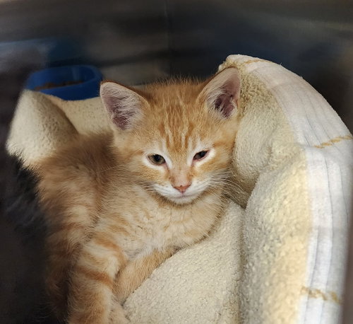 Grumpy, an adoptable Domestic Medium Hair in Great Bend, KS