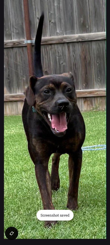 Lewis, an adoptable Terrier in Great Bend, KS