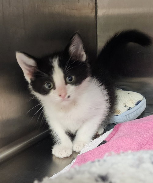 Mars, an adoptable Domestic Short Hair in Great Bend, KS