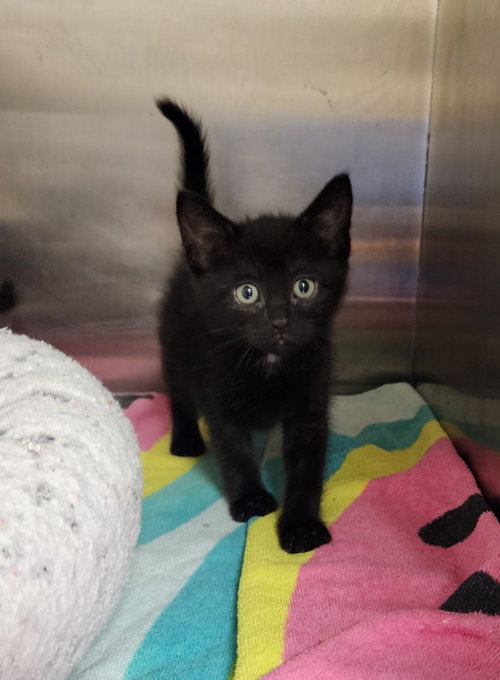 Neptune, an adoptable Domestic Short Hair in Great Bend, KS