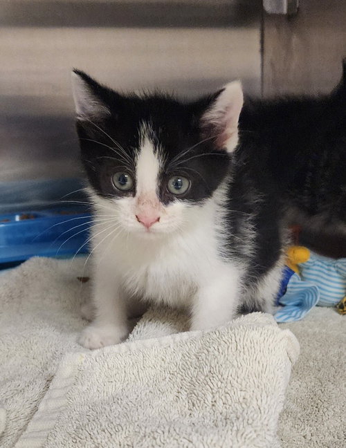 Pluto, an adoptable Domestic Short Hair in Great Bend, KS