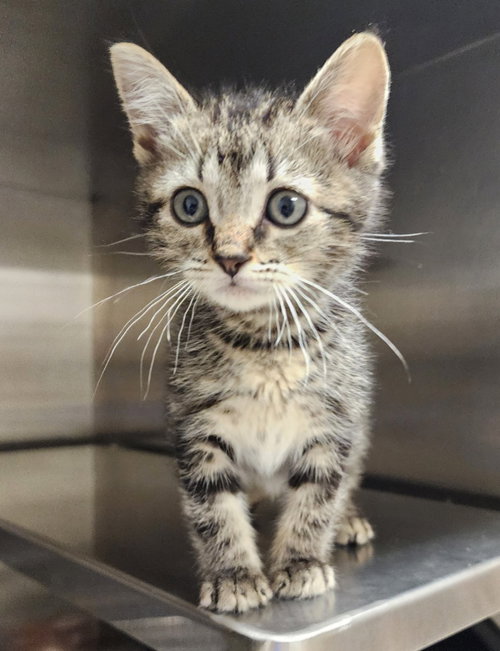 Saturn, an adoptable Domestic Short Hair in Great Bend, KS