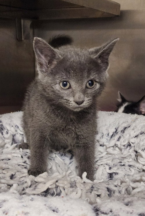 Venus, an adoptable Domestic Short Hair in Great Bend, KS
