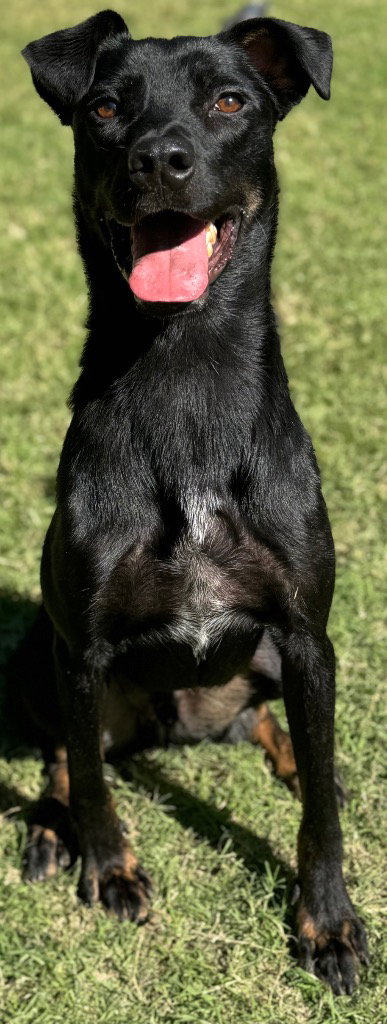 Buck, photo 2