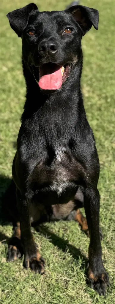 Buck image 2