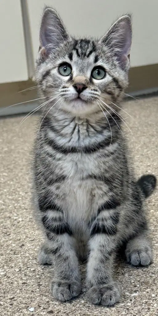Martin - Domestic Short Hair