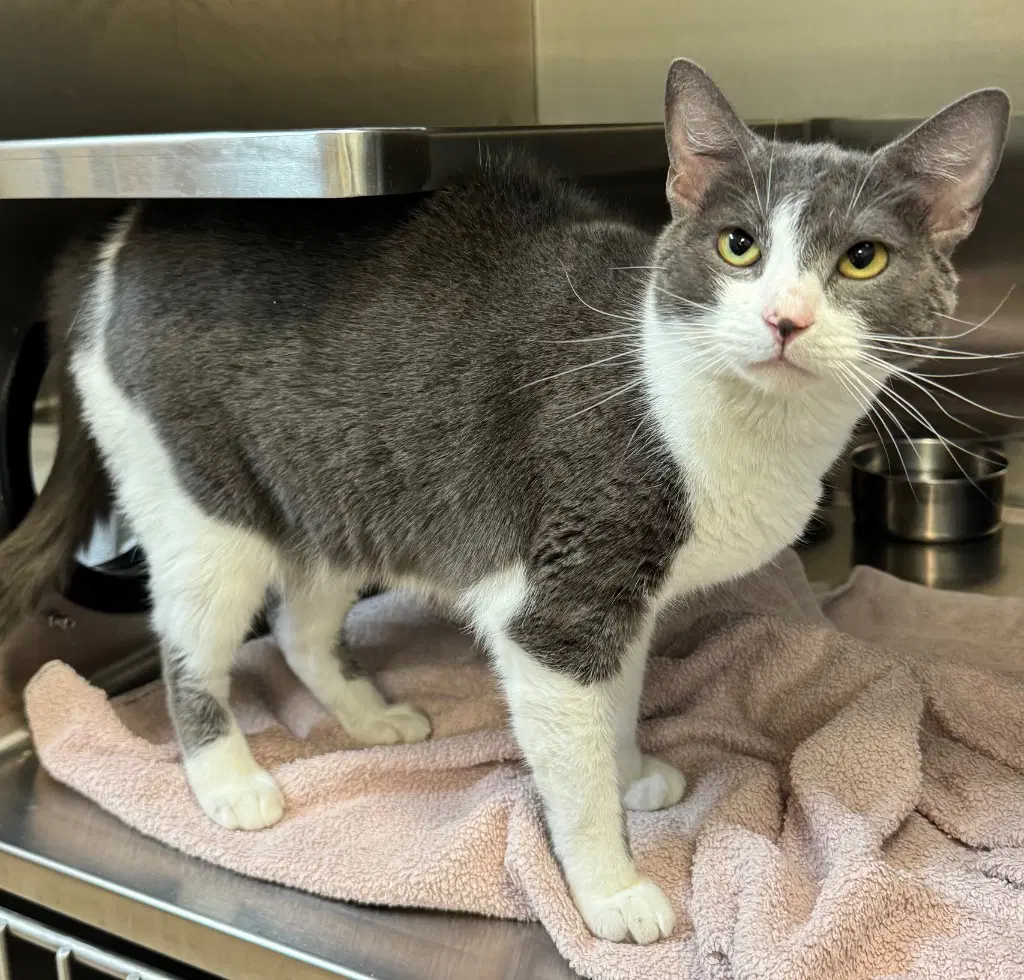 Won Ton - Domestic Short Hair