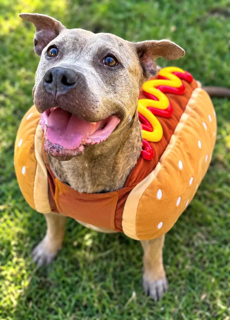 Skye - Pit Bull Terrier