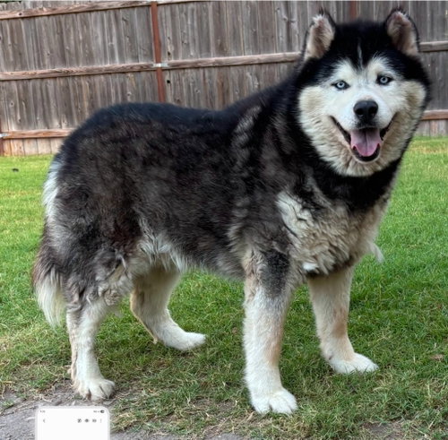 picture of the dog needing adoption