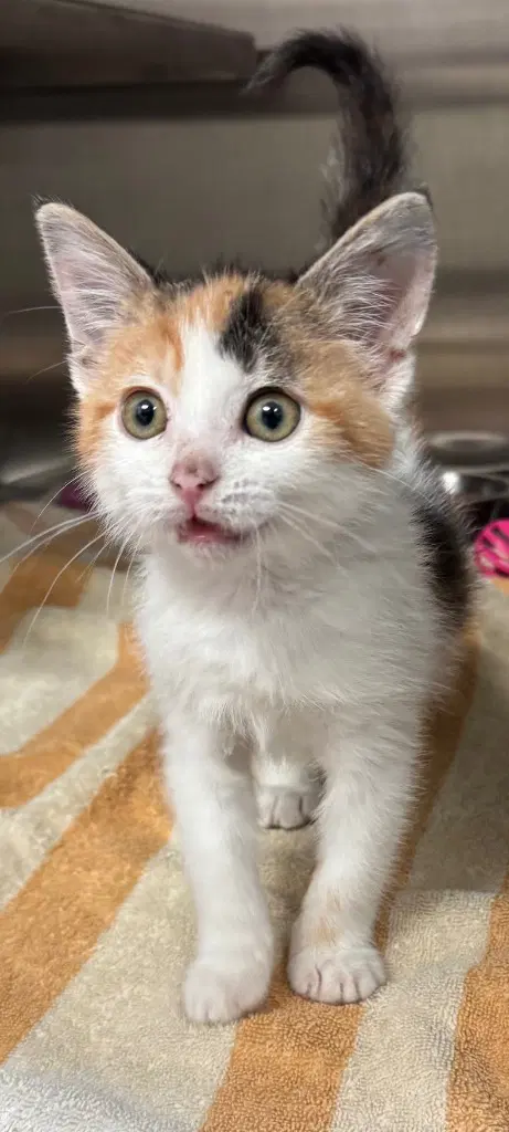 Pumpkin - Calico