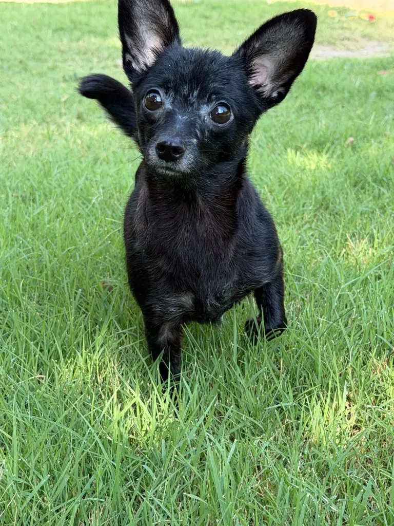 Lucky - Dachshund