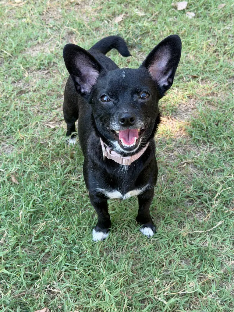 Mittens - Dachshund