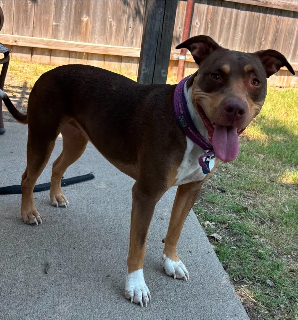Bleu Shuga - Pit Bull Terrier
