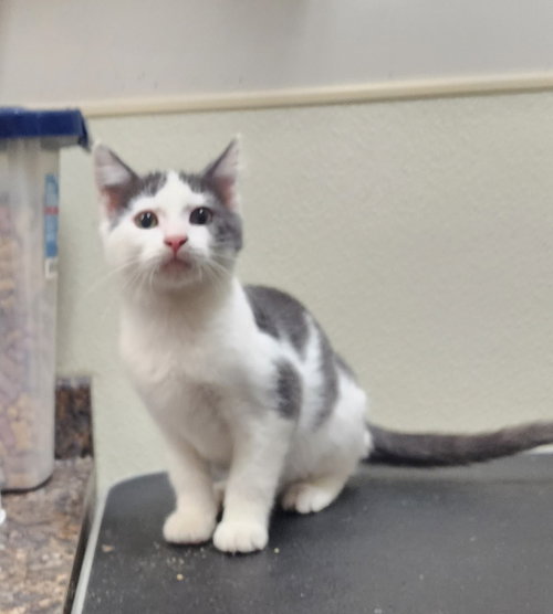 picture of the cat needing adoption