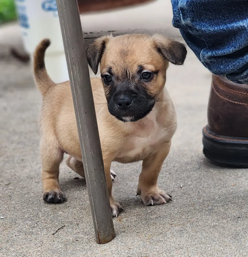 David - Terrier