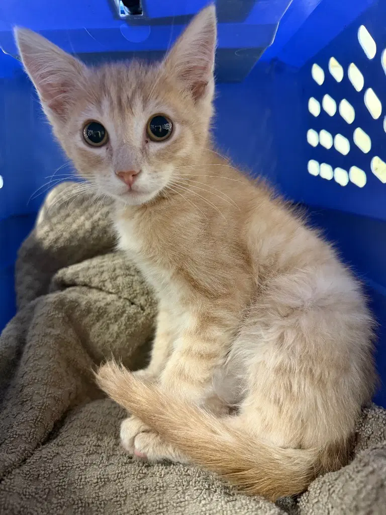 Forest Stump - Domestic Short Hair