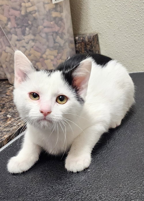 picture of the cat needing adoption