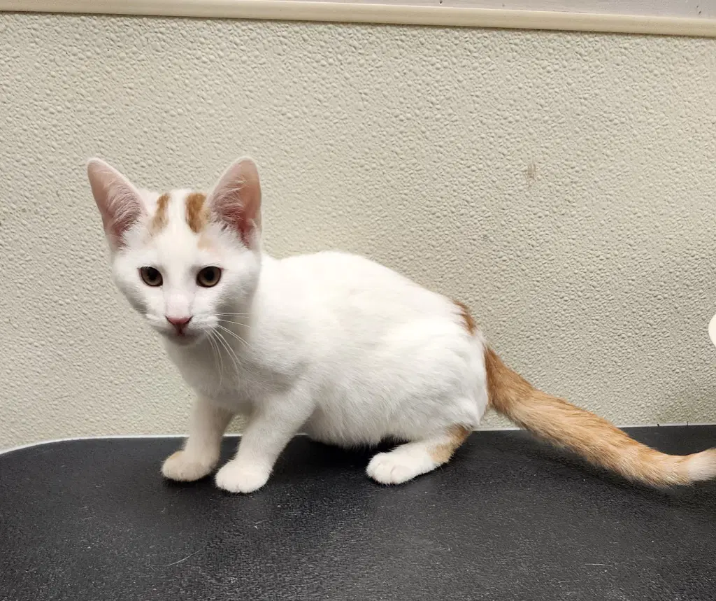 Moe - Domestic Short Hair