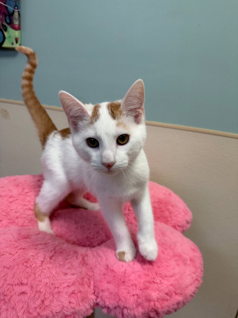Moe, Domestic Short Hair