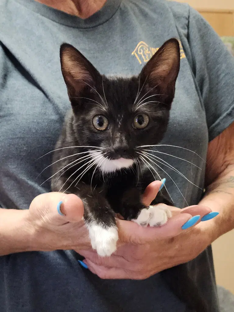 Mittens image 1