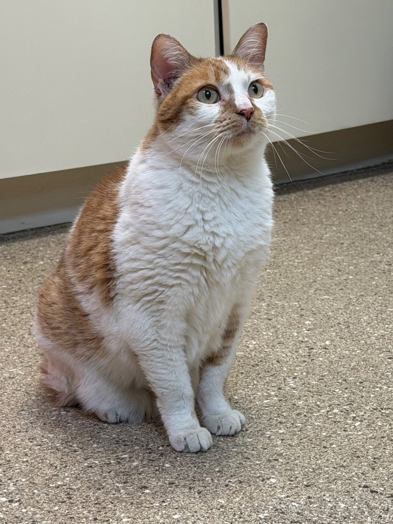 Molly, Domestic Short Hair