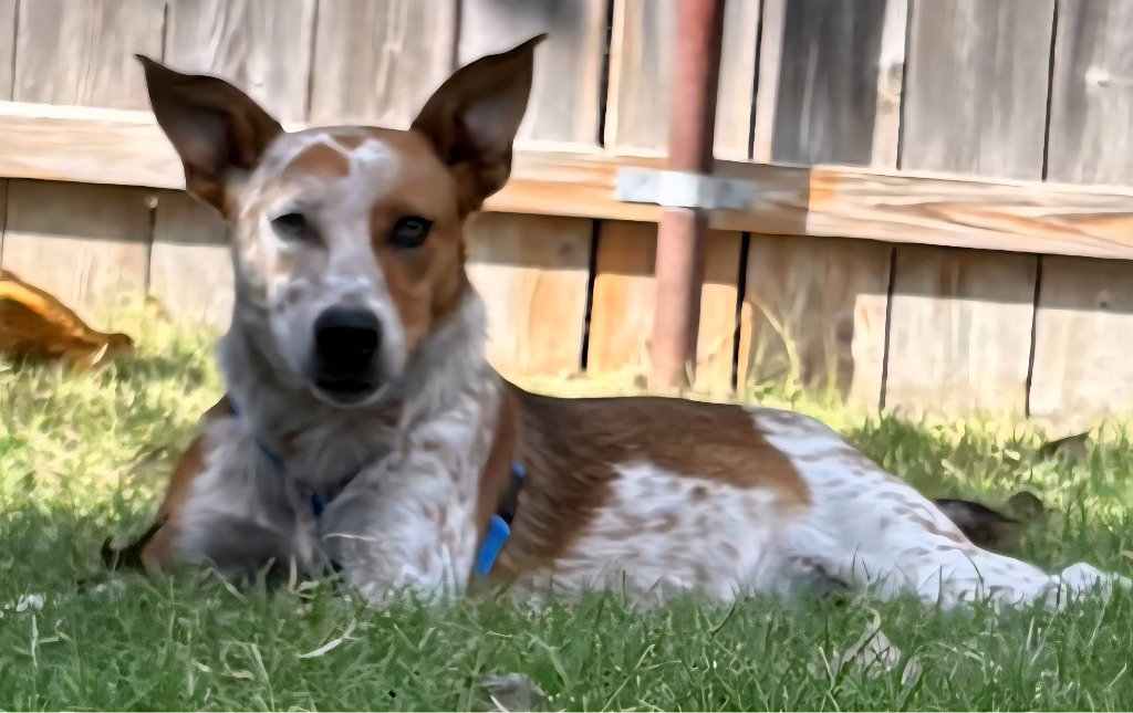 Ares, Australian Cattle Dog/Blue Heeler