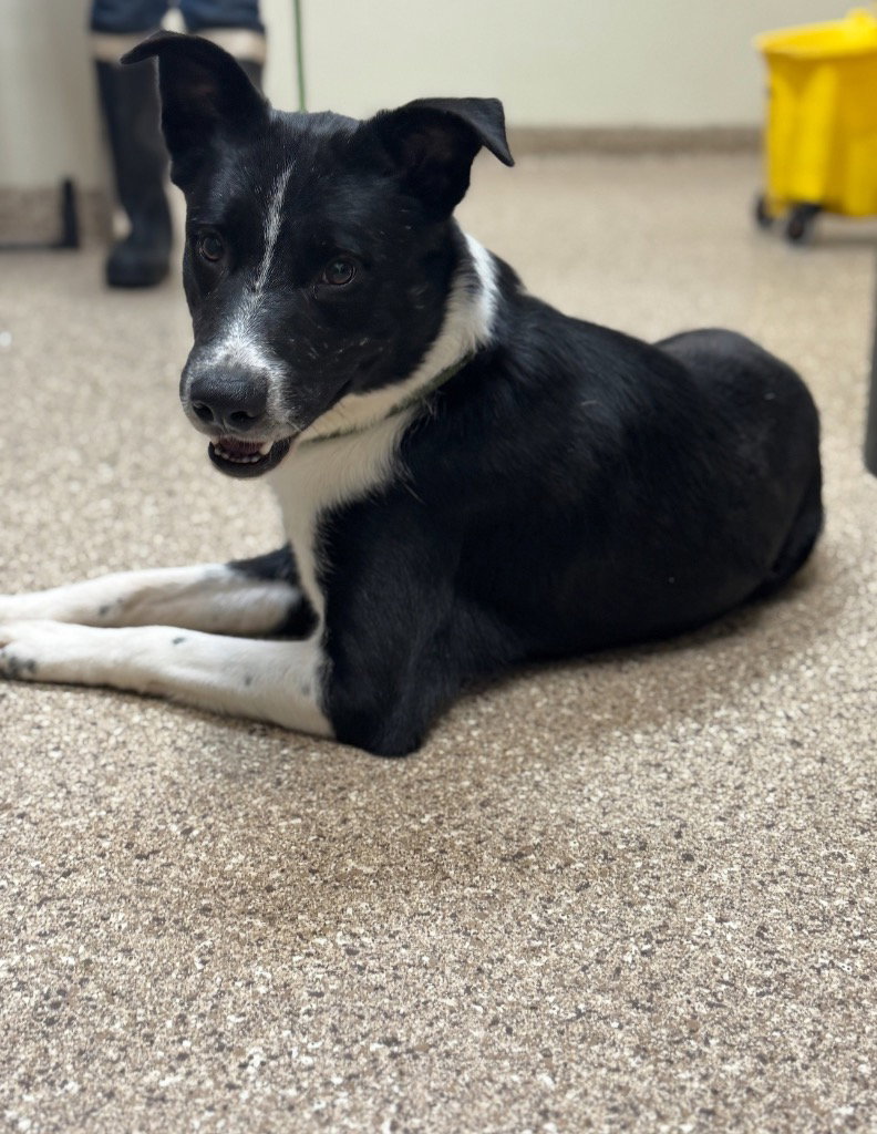 Atlas, Border Collie