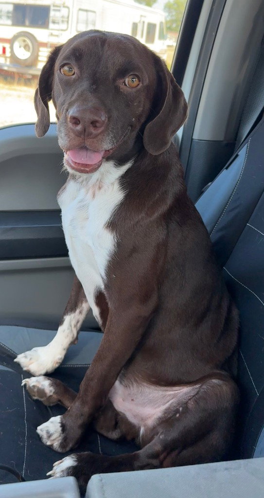 Tiny Tim, Labrador Retriever