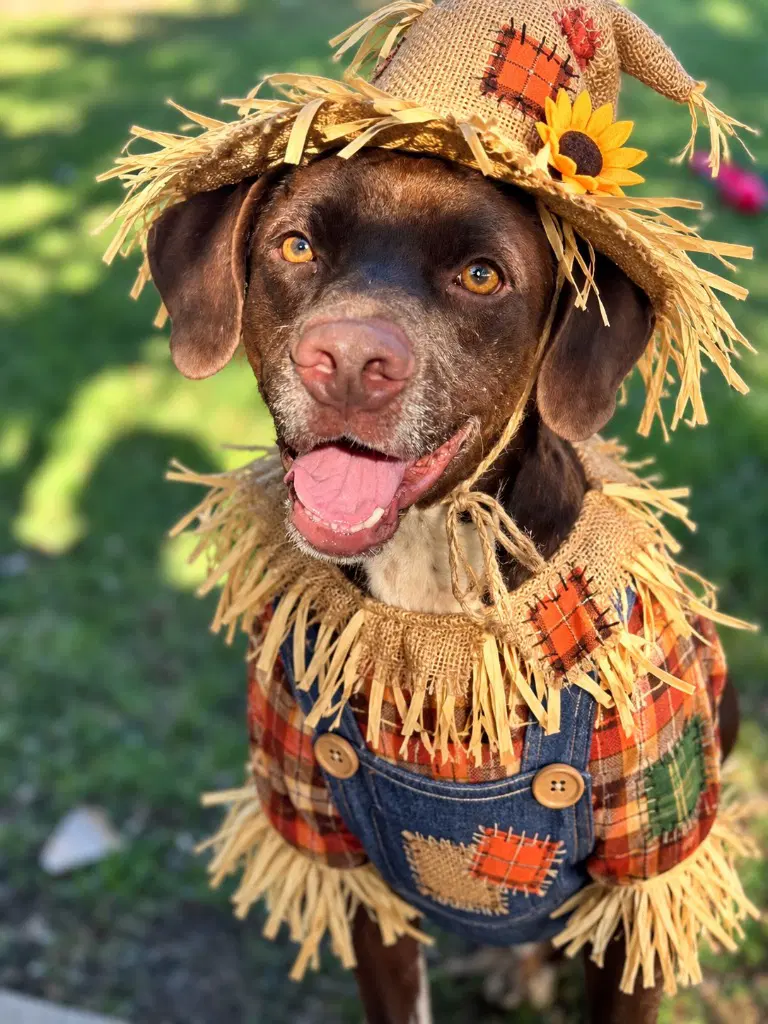 Tiny Tim - Labrador Retriever